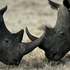 Meet your Posher, Tyrone